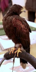 Harris Hawk